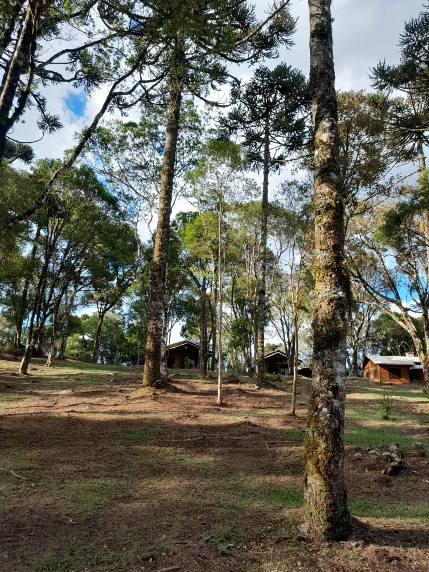Cabanas Dos Pinheiros Сан-Франсиску-ди-Паула Номер фото
