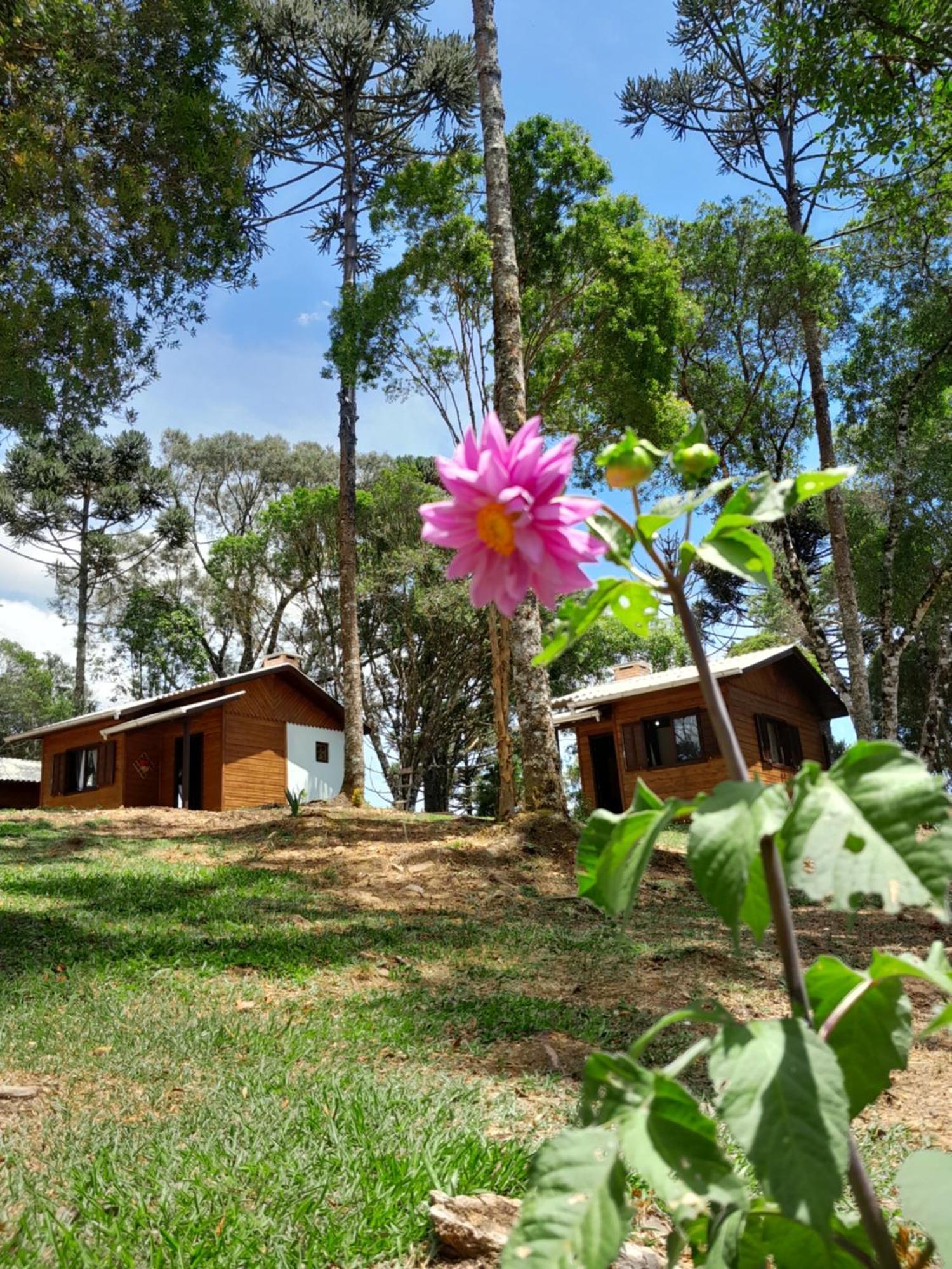 Cabanas Dos Pinheiros Сан-Франсиску-ди-Паула Номер фото